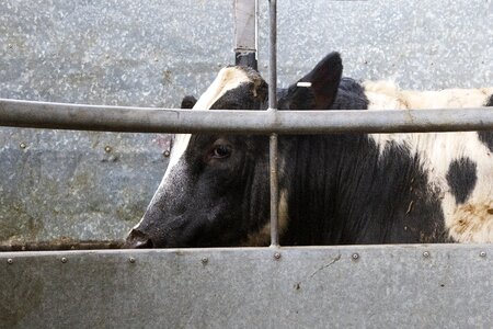 Dairy livestock market