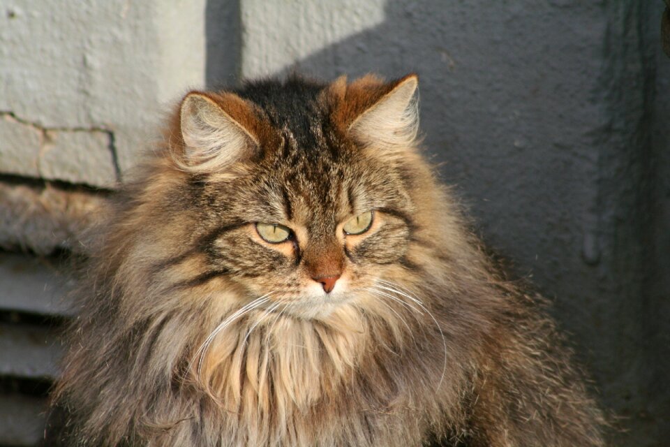 Cute cat pets cat face
