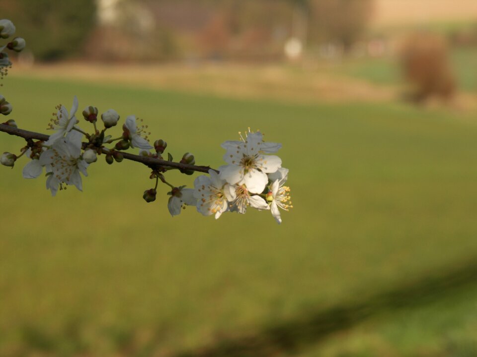 Nature spring spring flower