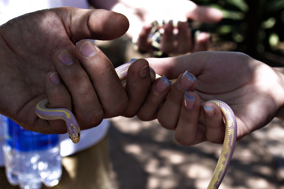 Reptile animal wildlife
