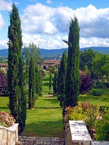 Tuscany avenue cypress photo