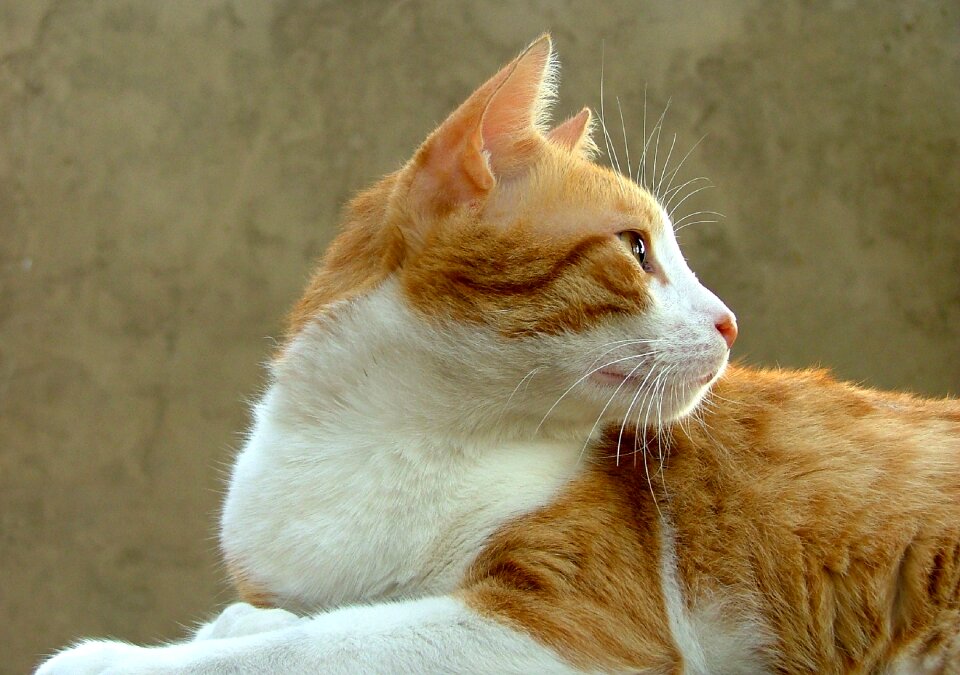 Pet cat face cats nose
