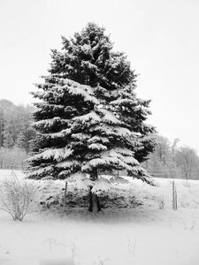 Christmas landscape nature