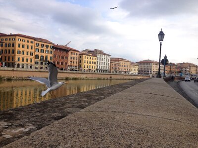 Pisa bird river