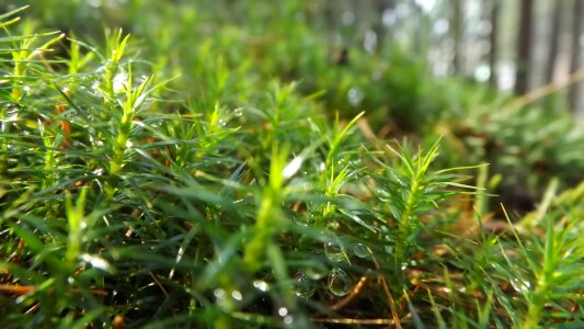 Nature green light