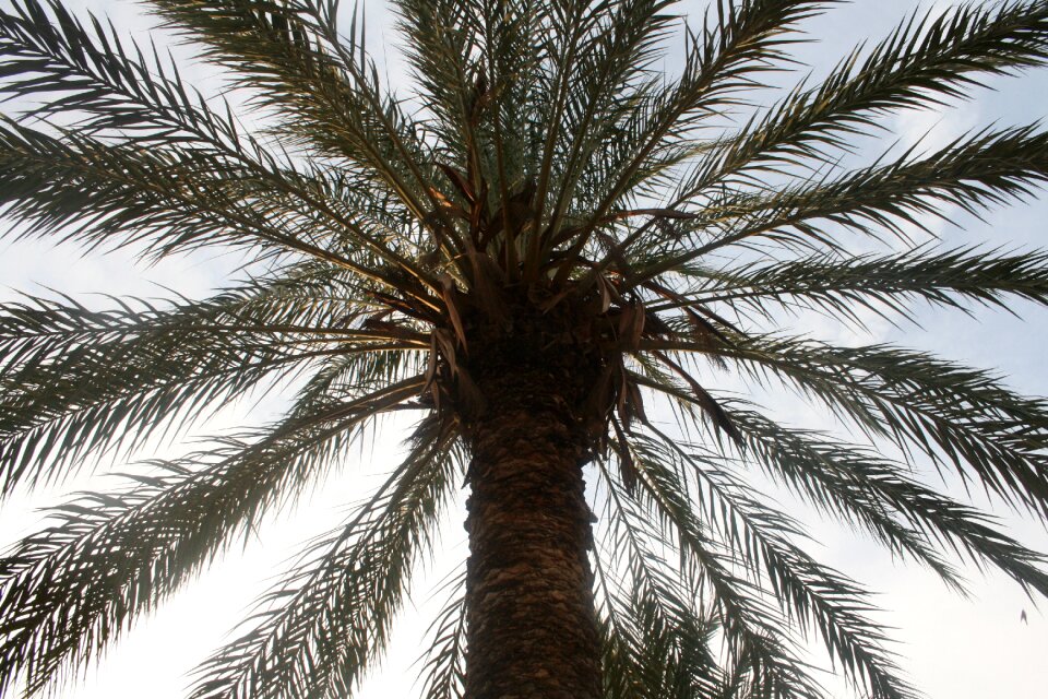 Palm tree san felipe crevillent