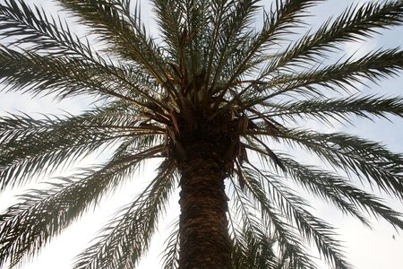 Palm tree san felipe crevillent