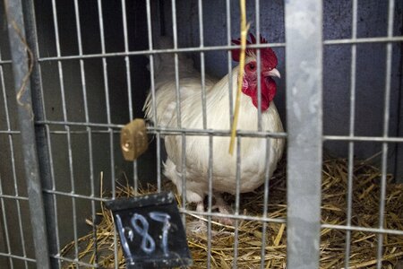 Farm farming bird photo