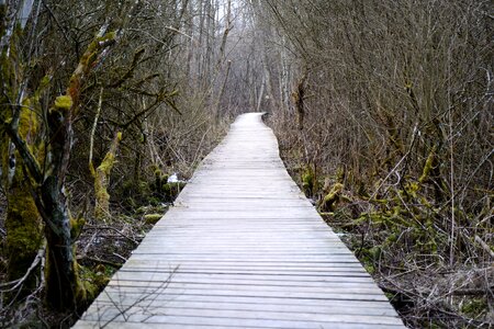 Path wooden track scrub