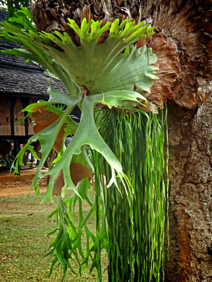 Chiang rai thailand asia