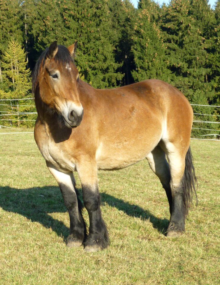 Nature animal pasture