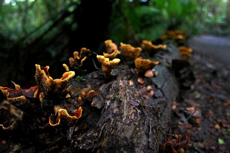 Rain forest rot woodland