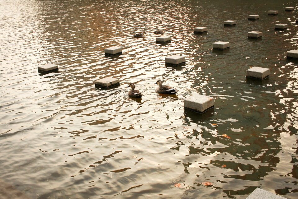 Thunder ducks migratory birds animal
