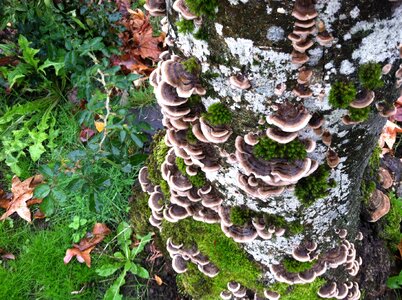 Fungi autumn polyporus photo