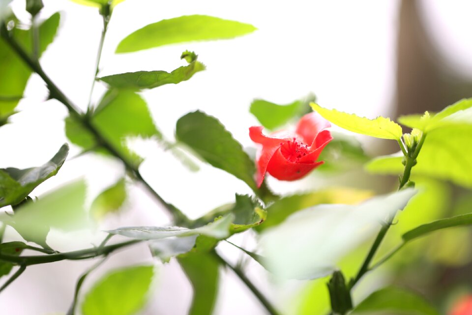 Plant nature grow