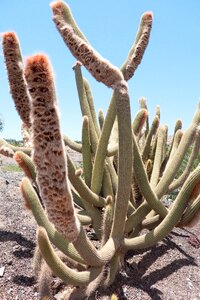 Cactus plant close up