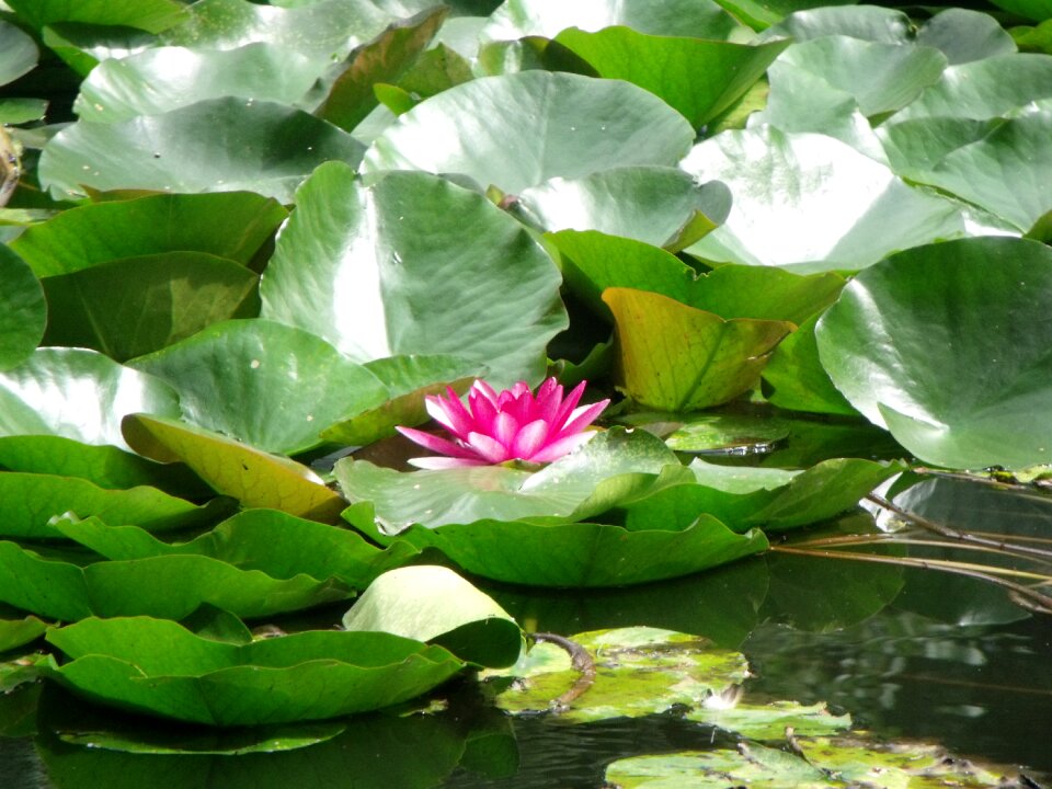 Pond plant leaves
