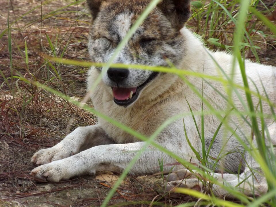 Animal dog squinting