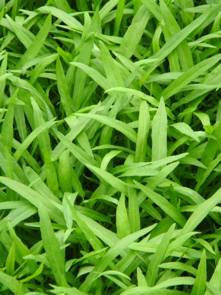 Water spinach farm operating field
