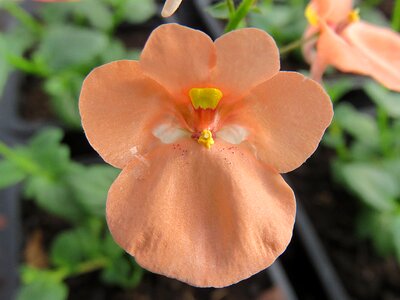 Flower salmon diascia