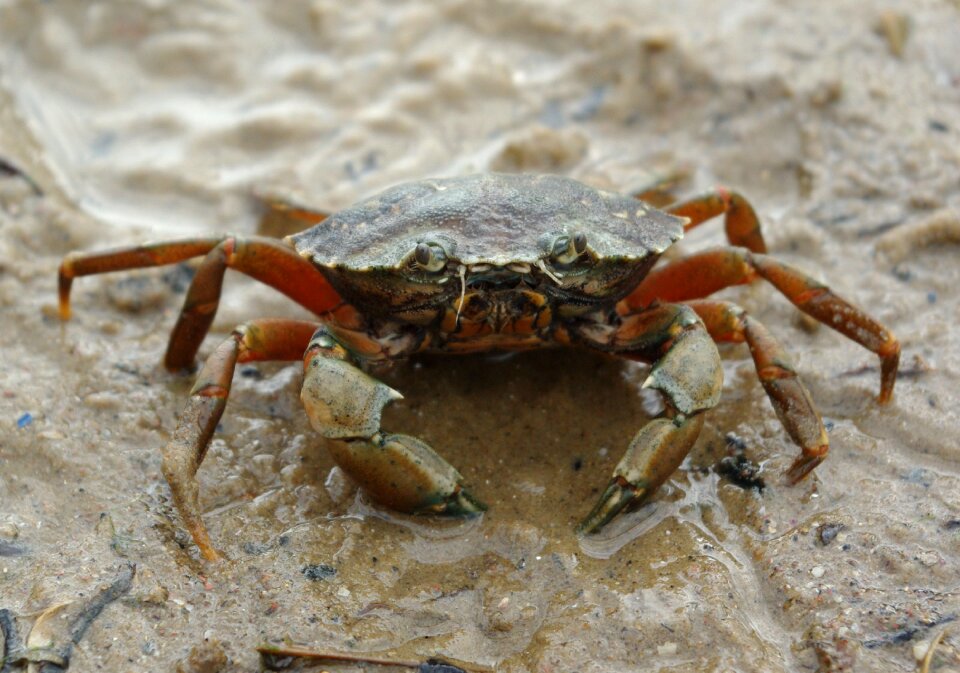 Summer sea crustacean