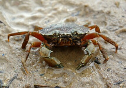 Summer sea crustacean photo