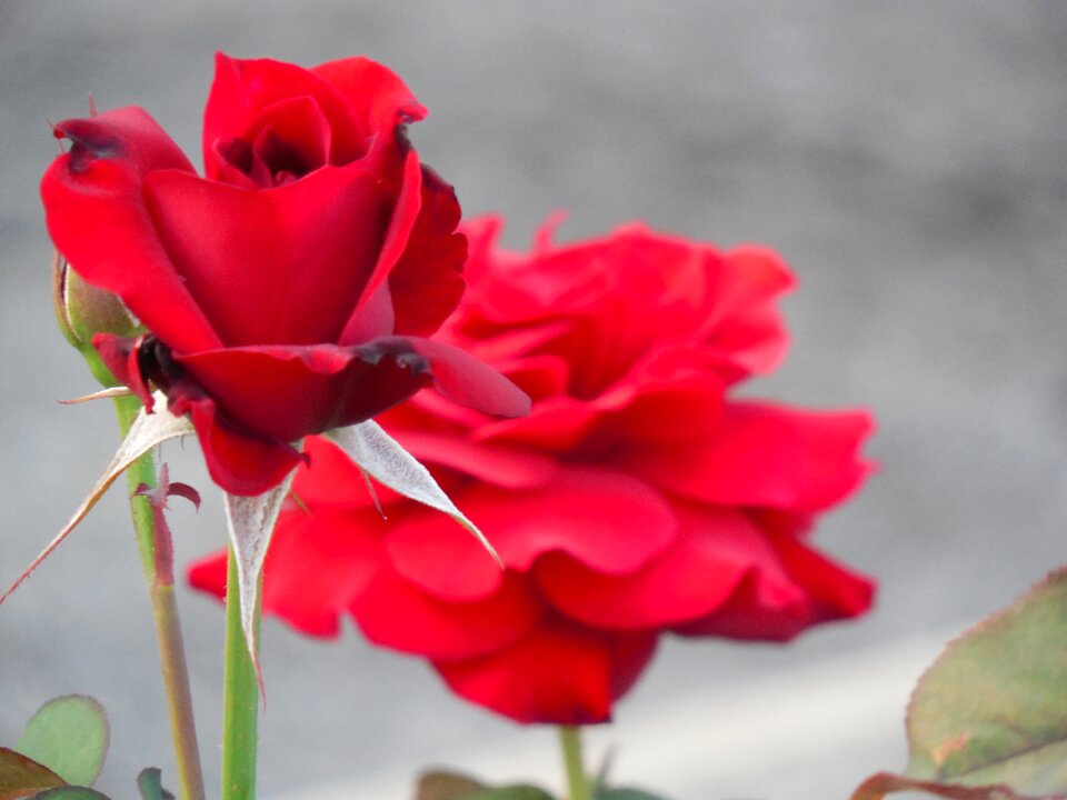 Love floral romantic