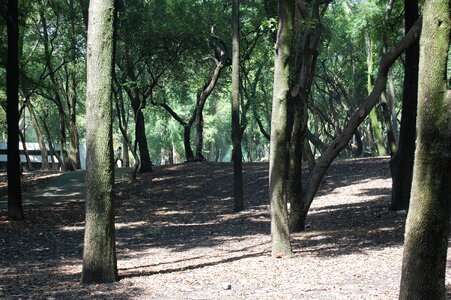 Nature trees autumn photo