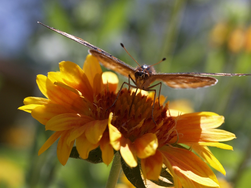 Insect nature plant