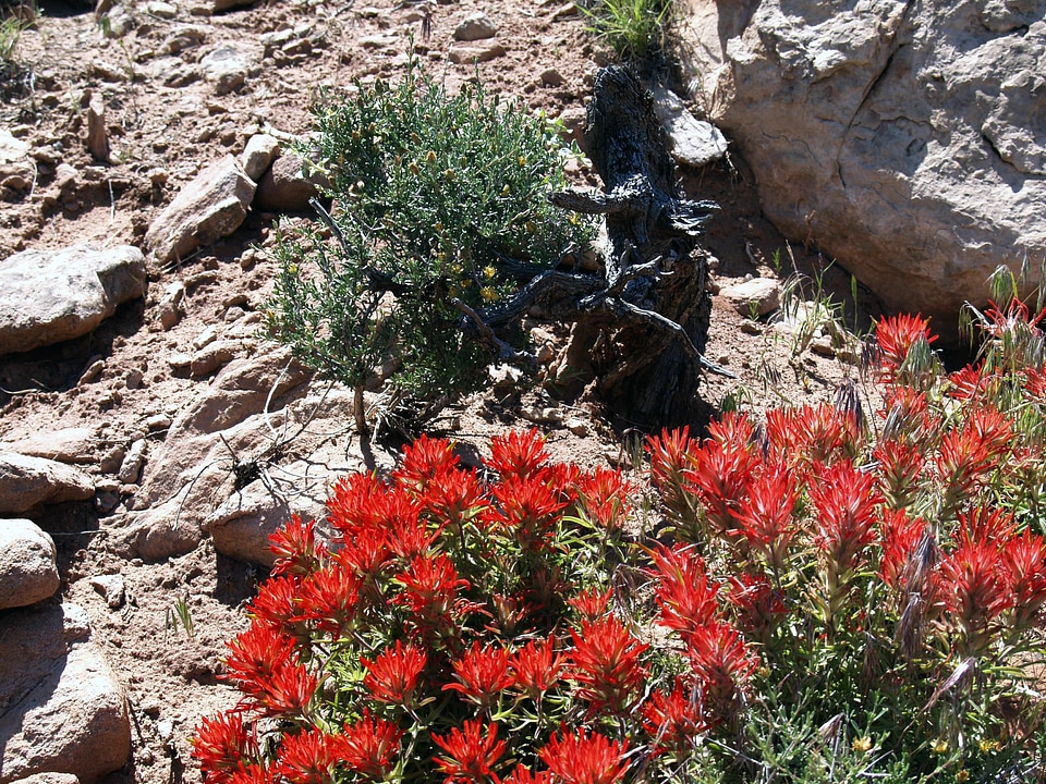Desert nature rocks