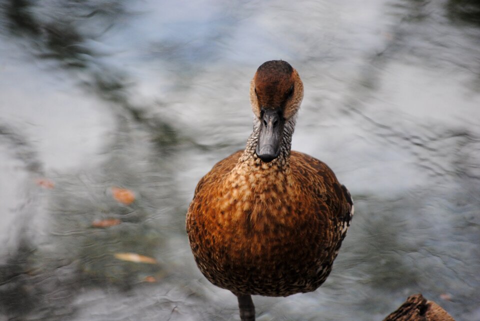 Nature lake wildlife