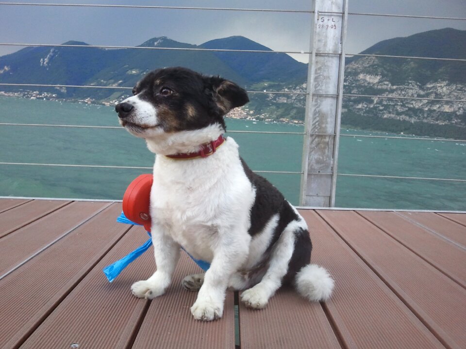 Dog model border collie crossroads