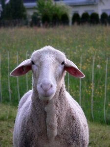 Wool head farm