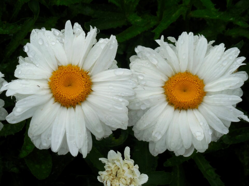 Nature summer plant