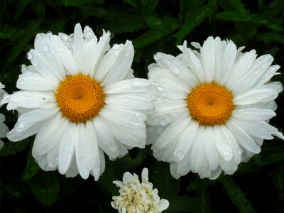 Nature summer plant
