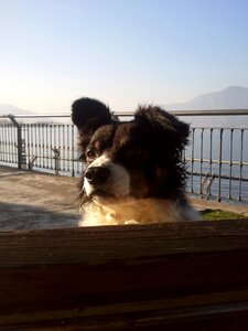 Dog model border collie crossroads