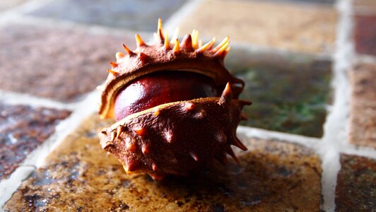 Table nature chestnuts