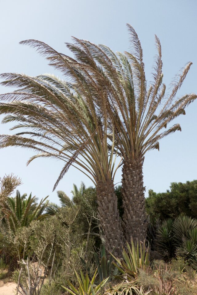 Nature landscape canary islands