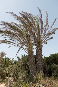 Nature landscape canary islands