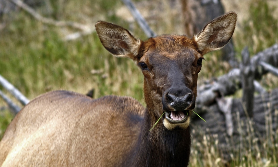 Mammal deer cervidae photo