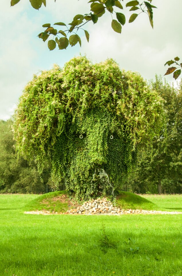 Plant face nature