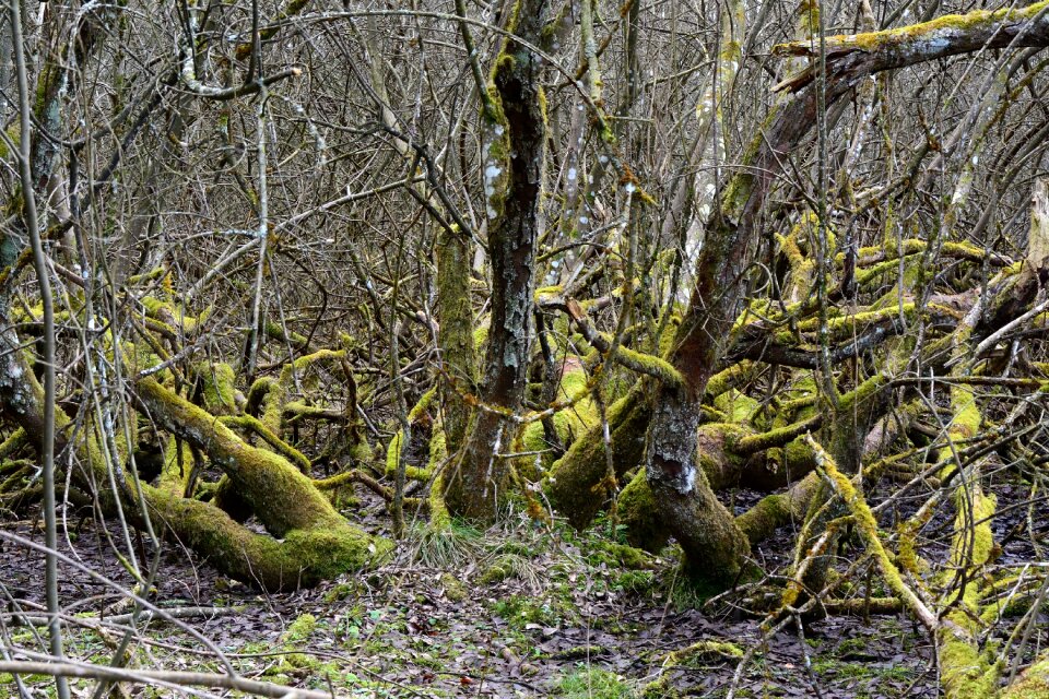 Wilderness plant wild growth