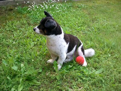 Dog model border collie crossroads photo