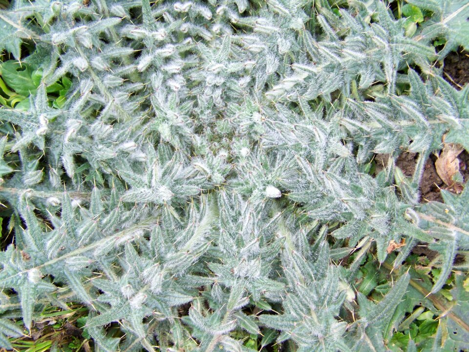Illyrian thistle weed nature