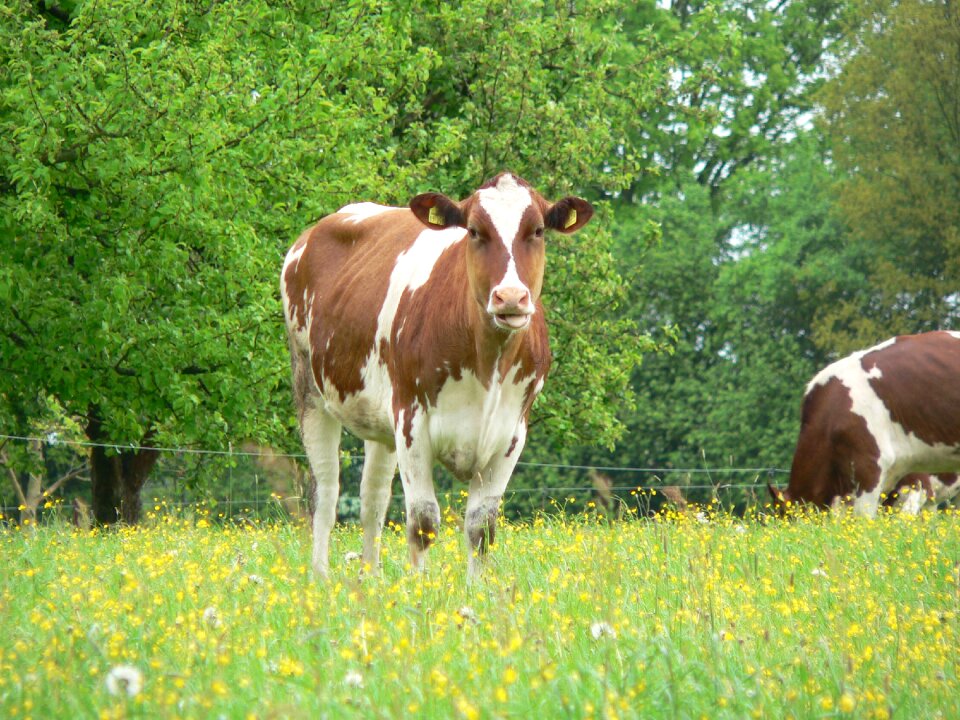 Agriculture cute farm