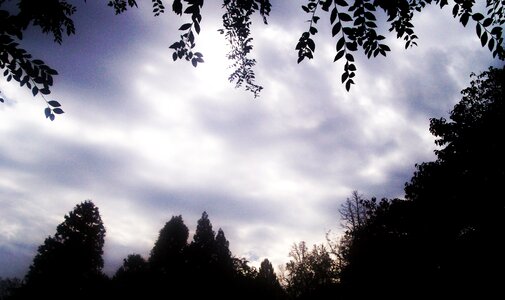 Tree scenic