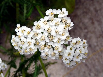 Flower white yarrow