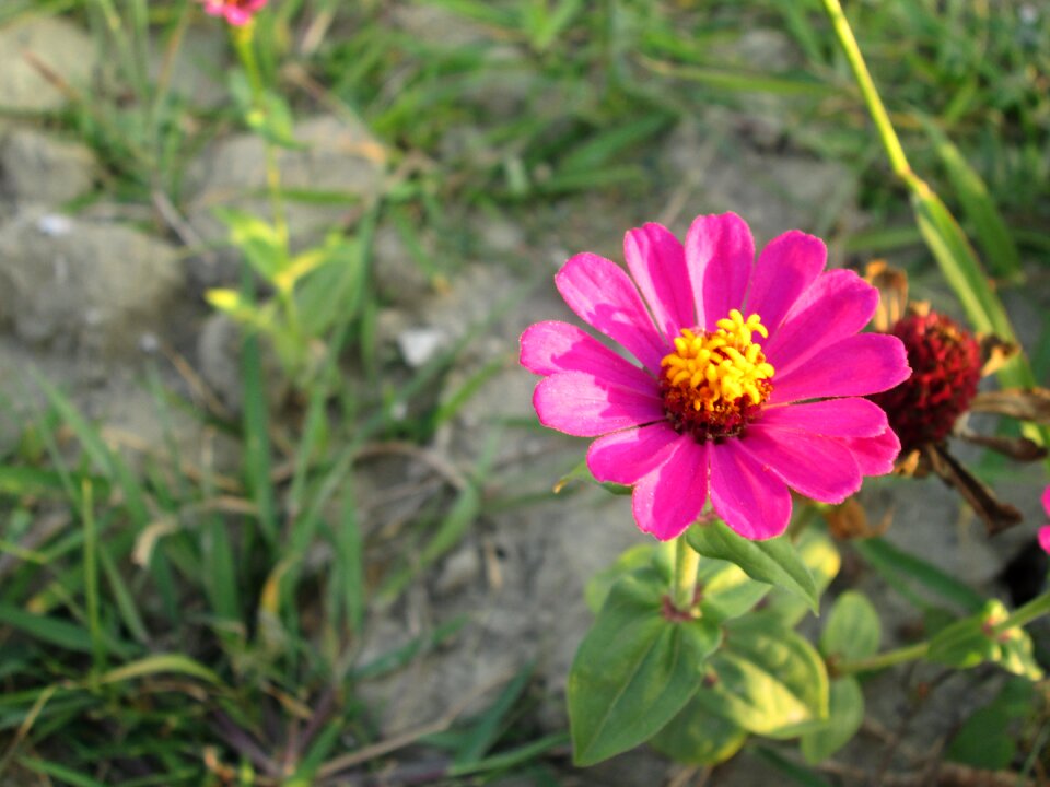 Plant flower flowers