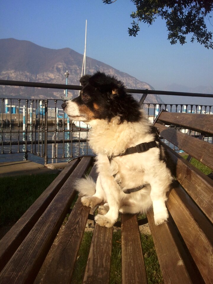 Dog model border collie crossroads
