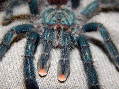 Animal hairy wildlife